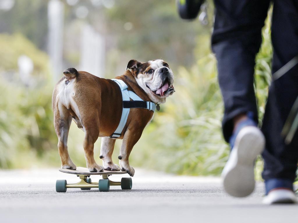 Giotto’s owners Dany and Greg can no longer keep up with their skateboarding boy. Picture: Sam Ruttyn