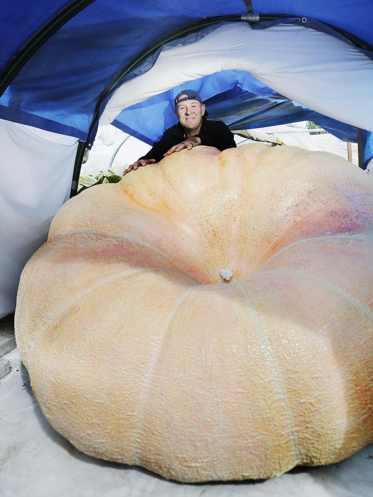 <p>Shane Newitt has a reasonable chance of taking away the ribbon at the Bream Creek show with his 800kg+ pumpkin in March, 2019. Picture: MATHEW FARRELL</p>