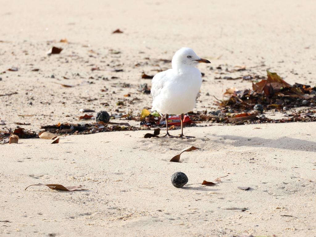 Suspected tar balls that have washed up on Coogee Beach. Picture: NewsWire / Damian Shaw