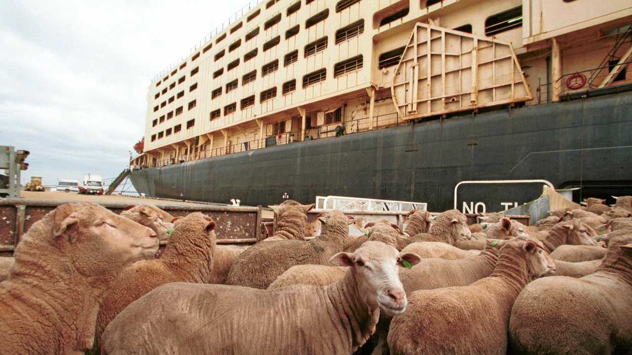 heat-stress-in-the-live-sheep-trade-the-courier-mail