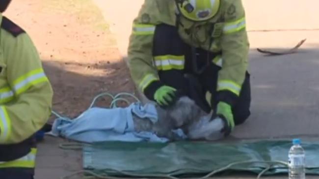 Pet dog, Arlo being treated at the scene. Picture: 7NEWS