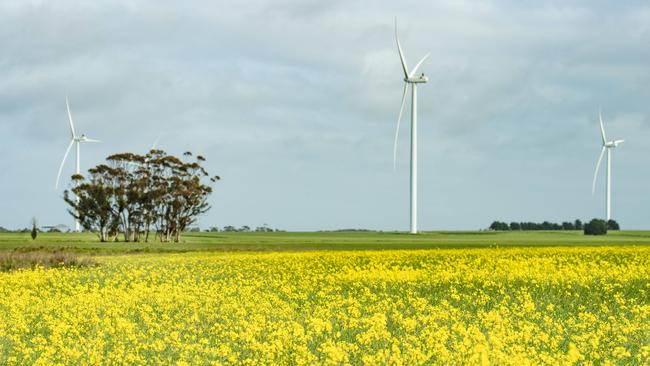 CROPPING: Evan Lewis on farm at WernethPICTURED:  Generic canola crop. Stock photo.Picture: Zoe Phillips