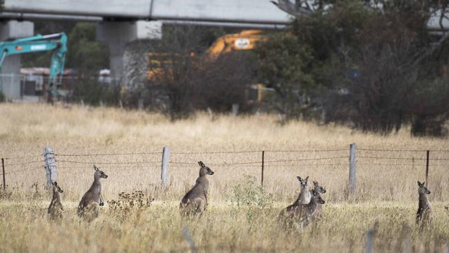 A mob of up to 60 kangaroos are trapped in a paddock near the Mernda Rail works. Picture: Ellen Smith