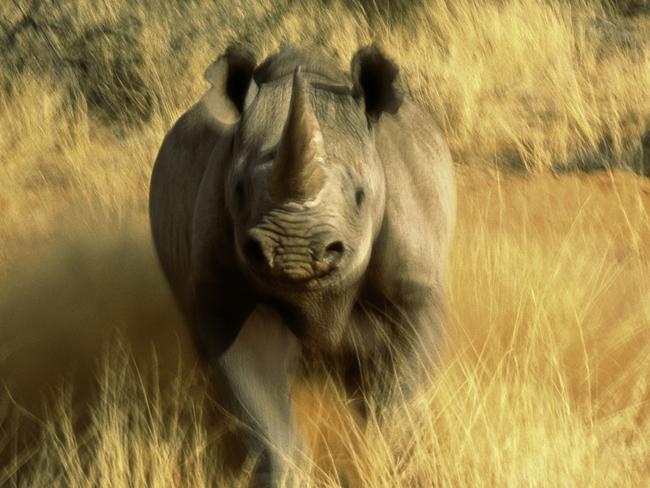 Remembering Rhinos: Art Wolfe (Black rhino, South Africa) www.rememberingrhinos.com/kickstarter