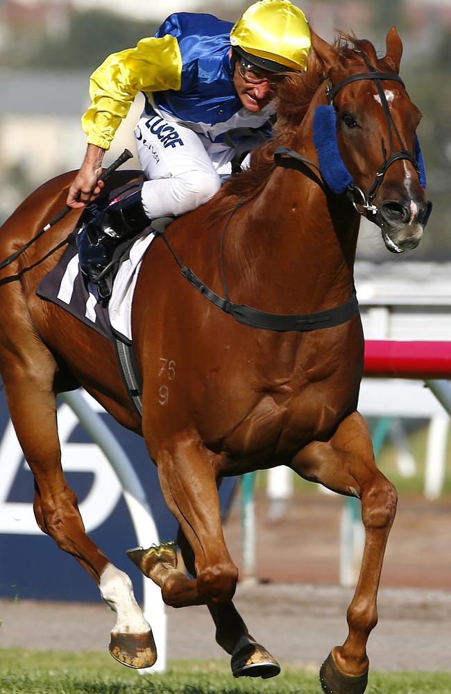 Sistine Demon has a solid record at Flemington over the 1400m journey. Picture: Michael Klein