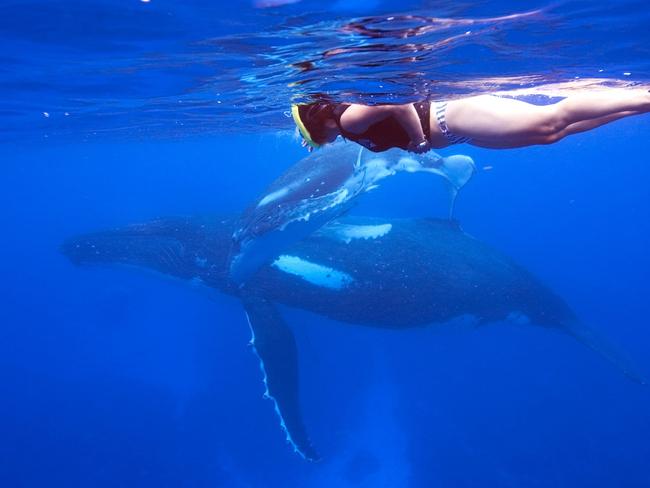Swimming with humpback whales during migration in waters of Tonga.