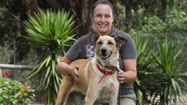 Last to leave – but all these Gold Coast pets want for Christmas is a ...