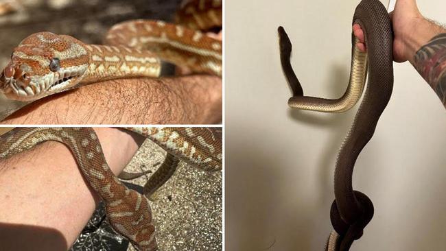 Five snakes were recently stolen from a home in Southport on the Gold Coast. Picture: Supplied