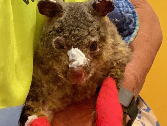 Tracy Burgess nursed this badly-burnt possum found in Clarence for two weeks. Unfortunately she had to be put down because her burns were not improving. Picture: Supplied