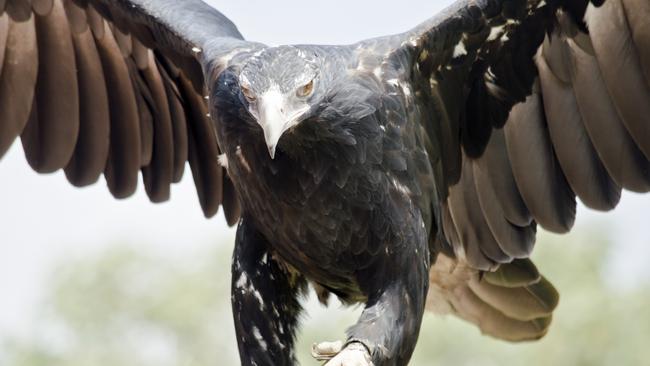 Dozens of wedge-tailed eagles were found dead in East Gippsland.