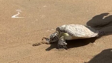 Donatella the turtle making her journey back into Mackay Harbour Beach. Picture: Melanie Whiting