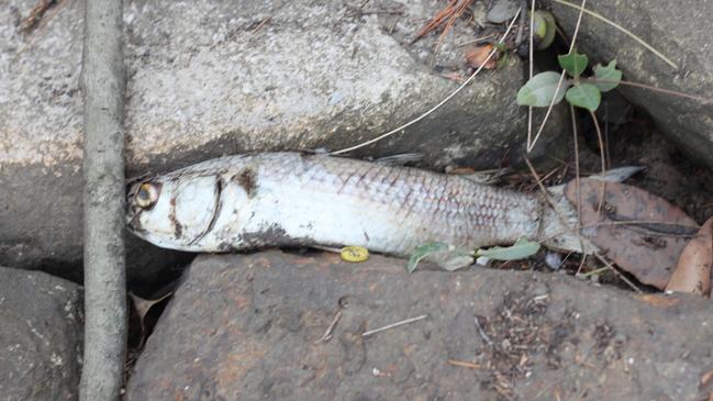 The EPA and SydneyWater are investigating the dead fish. Picture: Clare Britton