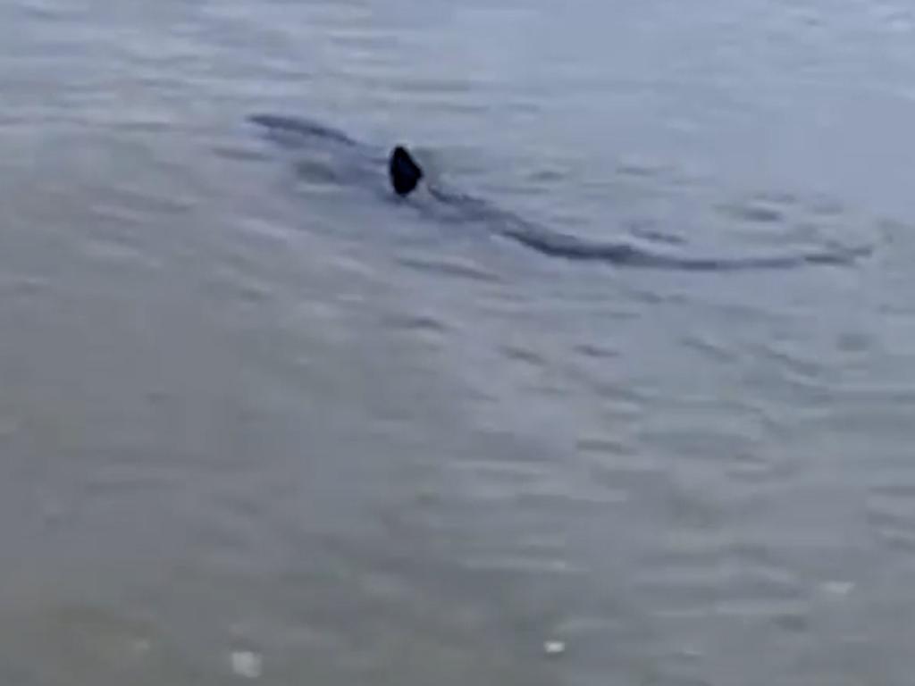 A shark was spotted in the shallow waters of Hampton beach.