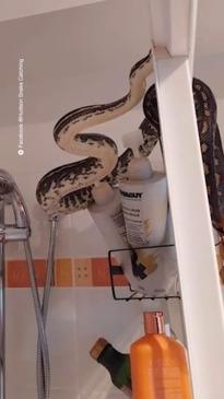 Snake wants to have a shower