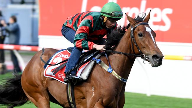 Egg Tart has been well backed to win the Coolmore Classic. Picture: AAP