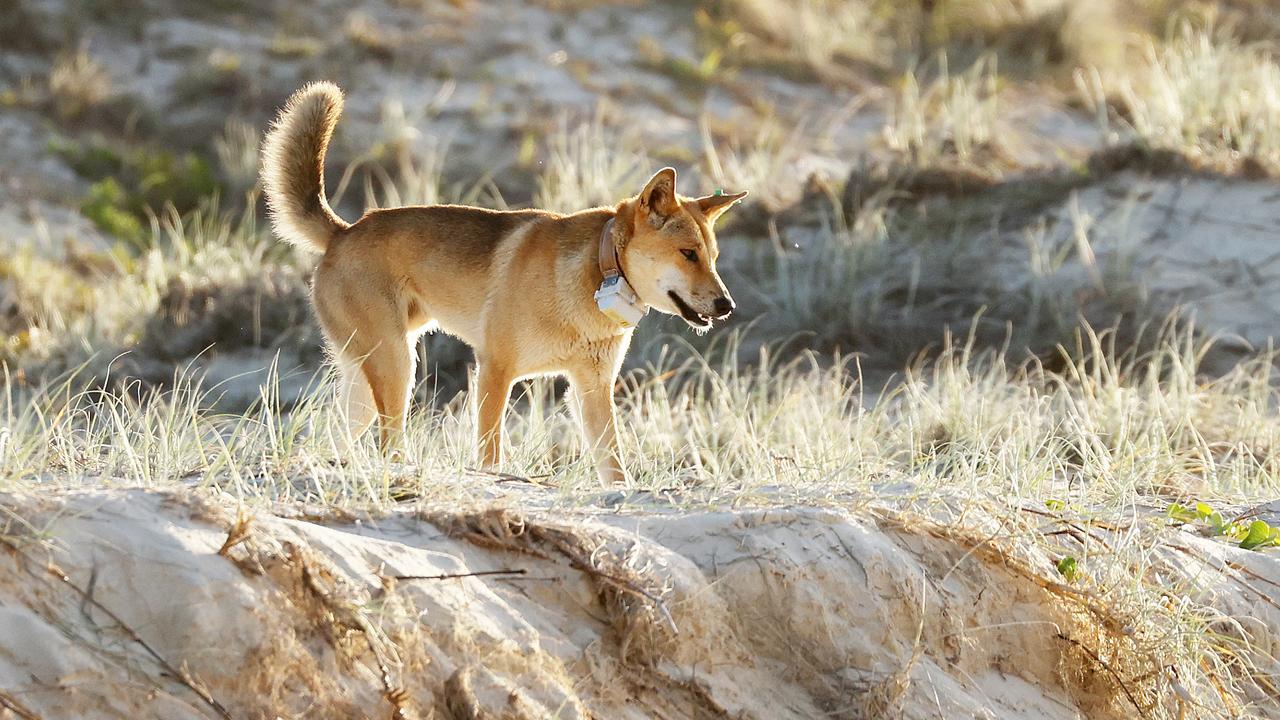 Three popular beachfront campgrounds in K'gari will be closed due to recent dingo attacks and interactions. Picture: Liam Kidston