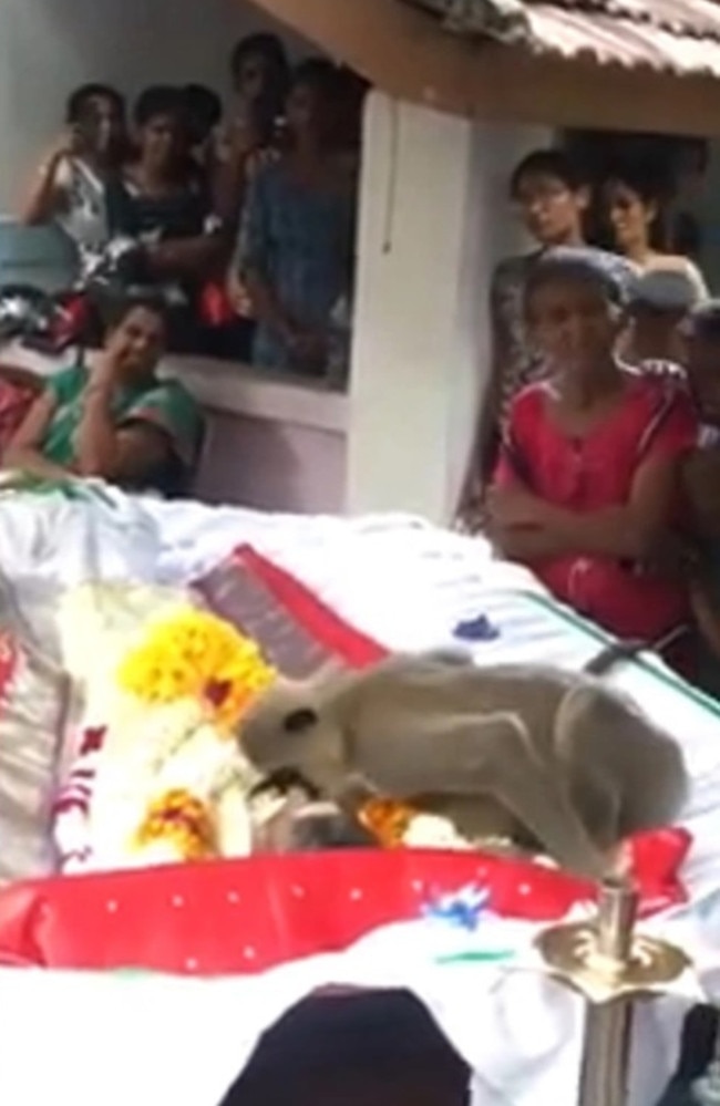 The monkey kissed the forehead of 56-year-old Peetambaram Rajan at the funeral. Picture: CEN/Australscope