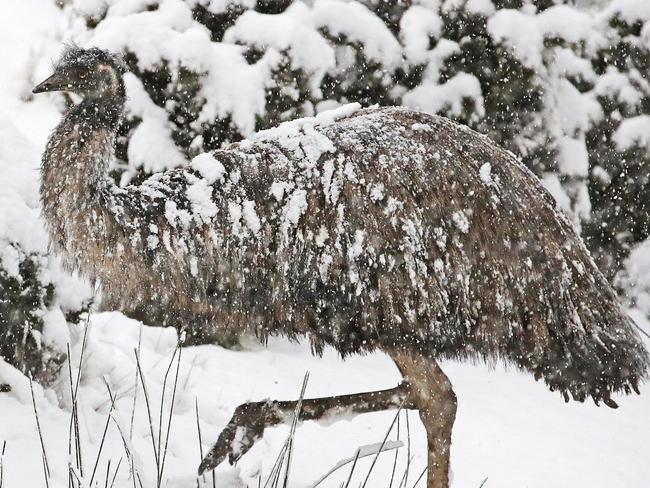 Chook Chook the emu enjoys the snow at Kaoota.   Picture: Zak Simmonds