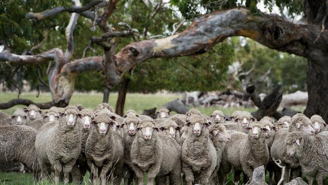 More refined Merino production indexes, to be released next year, will be informed by a major woolgrower-funded trial. Picture: Zoe Phillips