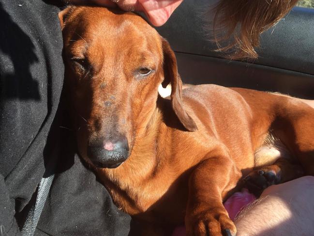 Dachshund Jasper, 7, went to Storybook Farm Sacred Animal Garden for rehabilitation for IVDD. Picture: Susan McGinnis.