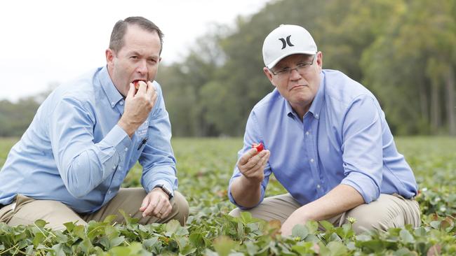 Prime Minister Scott Morrison and Member for Fisher Andrew Wallace promoted the berries after the crisis began. Picture: Lachie Millard