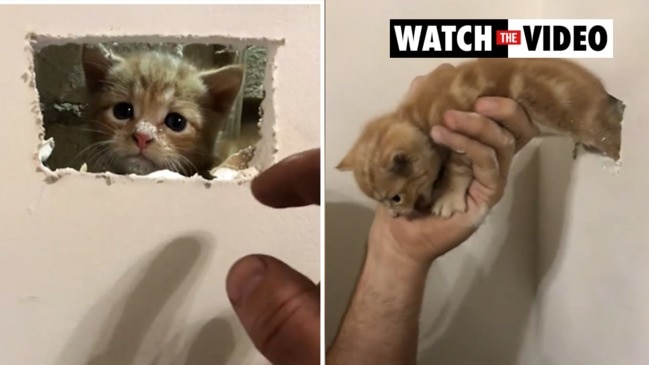 Kitten stuck in the wall rescued by firefighter