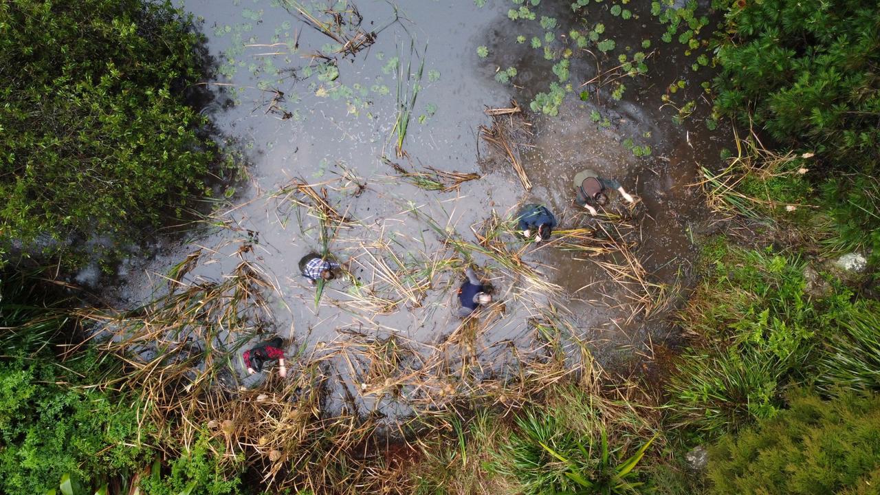 Drone view shows researchers looking for frogs at a pond in Cooranbong
