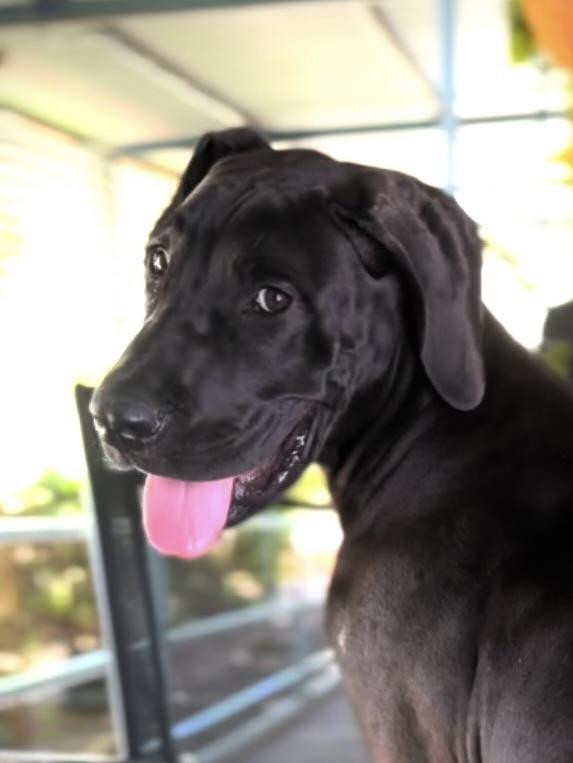 Great dane, Duke, was crowned as Charleville's cutest dog in 2024. Photo: Nataly Anderson.