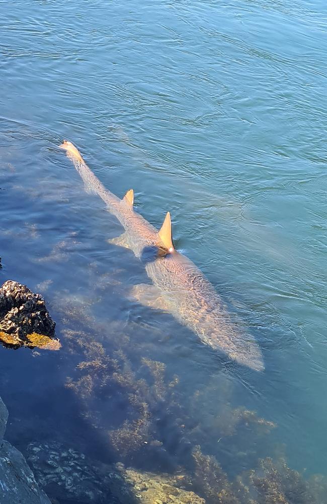 One of the family of “friendly sharks” locals come to watch at North Haven, near Port Macquarie pictured in June 2023. Picture: Erin Wise