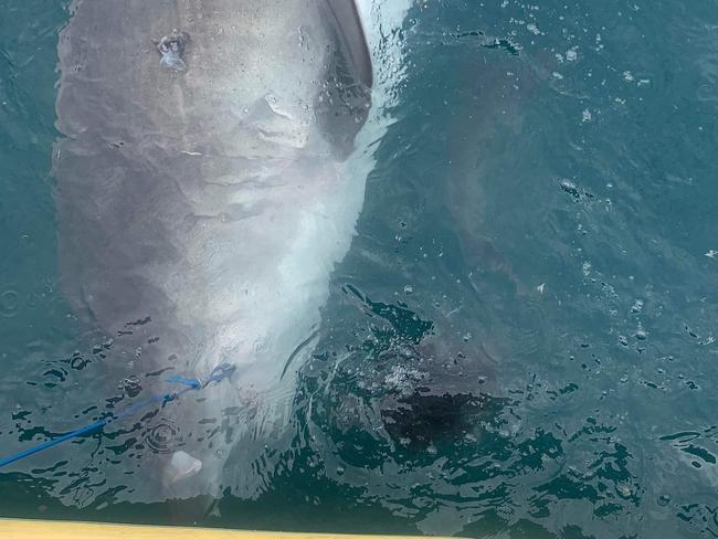 Nicholas Lubitz captured the moment the shark vomited the echidna - still fully intact - while on a research trip. Picture: Supplied / JCU