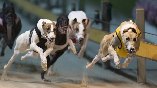 Greyhound racing has been suspended for a week across NSW as a result of the ban announcement. Picture: Craig Golding