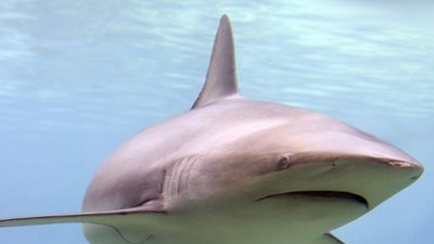 Sharks, including a 2m bronze whaler, have been spotted at Port Willunga, O’Sullivans and Aldinga beaches