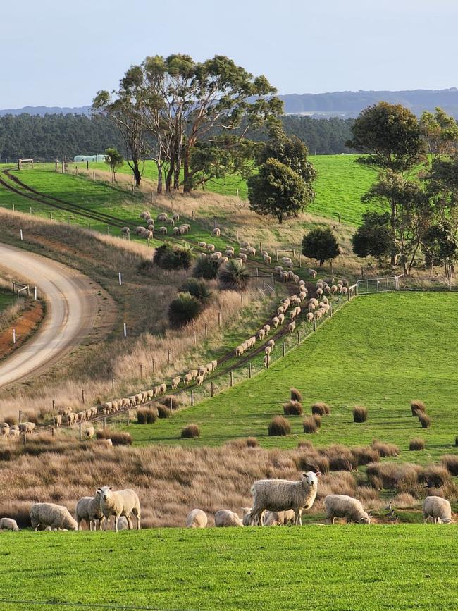 Sammy uses rotational grazing for her composite sheep at Hillstream.