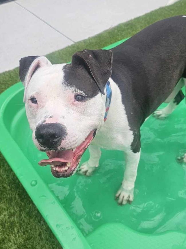 Ollie, Staffy, time in care 181 days, at RSPCA. Picture: Supplied