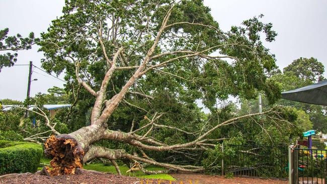 Wild weather brought a large tree down in Eacham Place Park at Malanda on Monday morning. PICTURE: Fred Thomas EFJAY Photography