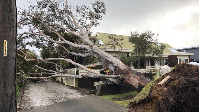 A tree has uprooted and crashed into a fence on Jacobs Drive, Sussex Inlet. Picture: Sam Strong