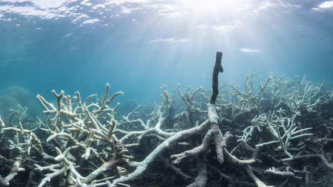 The Great Barrier Reef Marine Park Authority said that during 2016 the reef died “due to the worst mass bleaching event on record”.