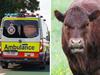Lucky escape as car hits cow on road into Gympie Muster