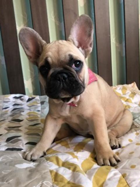 LOLA: This four-month-old Frenchie was born at Upper Coomera. She snores, loves to learn new tricks and snuggle with her man cub Erik.