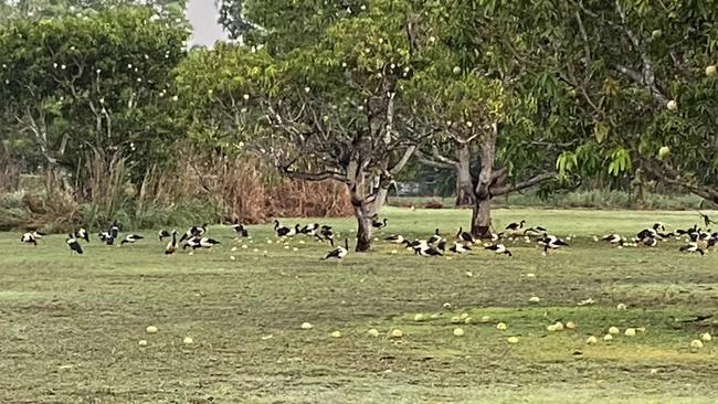 Herbert residents reported damage to their properties following a gusty storm in Darwin's rural areas on Saturday November 5.