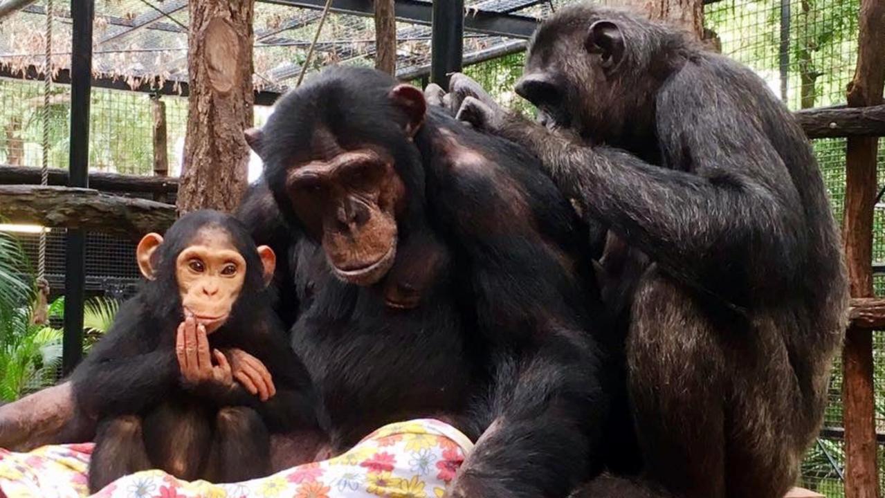 Rockhampton Zoo chimpanzee Leakey pregnant with second baby to Alon