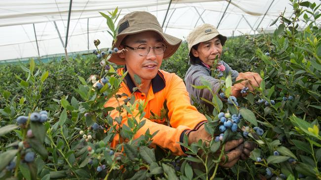 Blueberries being picked at one of Costa’s farms.