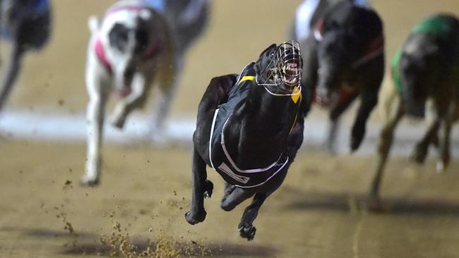 The NSW government’s decision to ban the doggies strikes at the very heart of the average, working Australian man. (Pic: Jay Town)