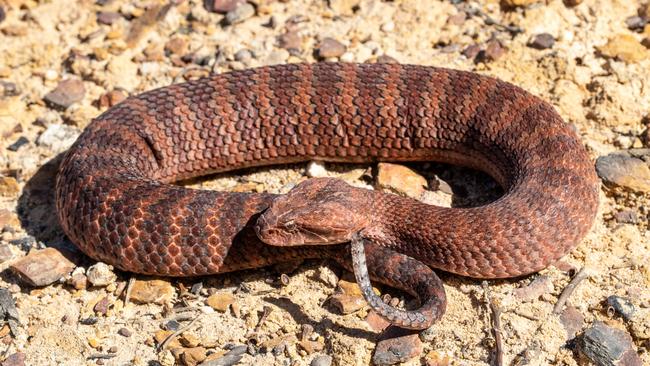 PhD candidate Megan Folwell’s study identified the hemiclitores among nine snake species, including death adders. Picture: Supplied.