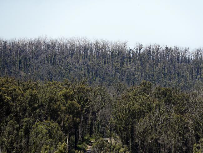 Lake Conjola one year on. Picture: Sam Ruttyn