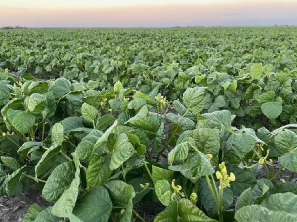 Cowal Agriculture grows a mix of irrigated crops like cotton, chickpeas and sorghum near emerald. Picture: Facebook.