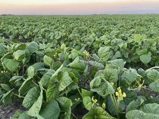 Cowal Agriculture grows a mix of irrigated crops like cotton, chickpeas and sorghum near emerald. Picture: Facebook.