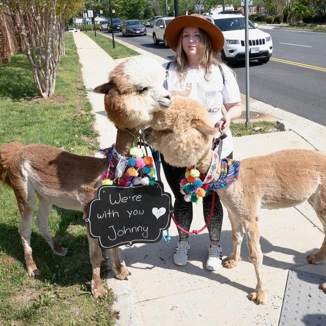 One fan brought her pet alpacas to the trial. Picture: Getty Images.