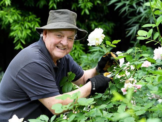 Advertiser new gardening coloumnist Michael Keelan prunes a  rose in  his back yard garden Thursday November 5,2020.Picture Mark Brake