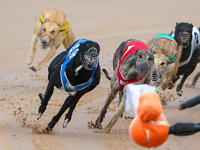 The graphic details were used to bolster startling claims that 40 per cent of NSW greyhounds never race. Picture: Ian Currie